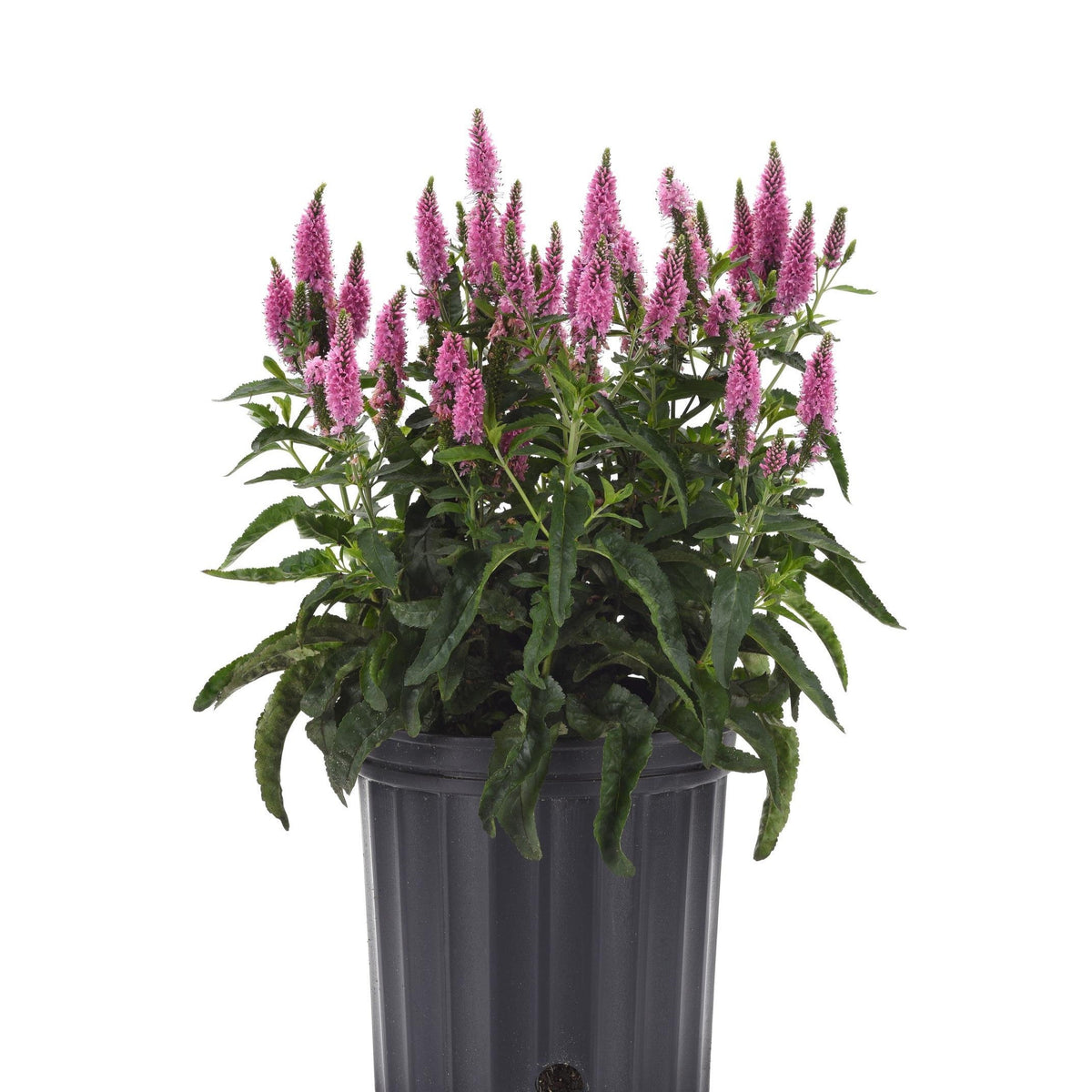Veronica longifolia 'Balskywink' ~ Skyward™ Pink Veronica