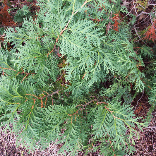 Thuja occidentalis 'Nigra' ~ Dark Green Arborvitae