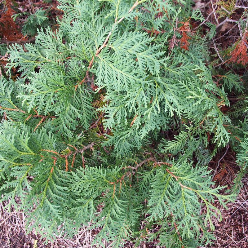 Thuja occidentalis 'Nigra' ~ Dark Green Arborvitae