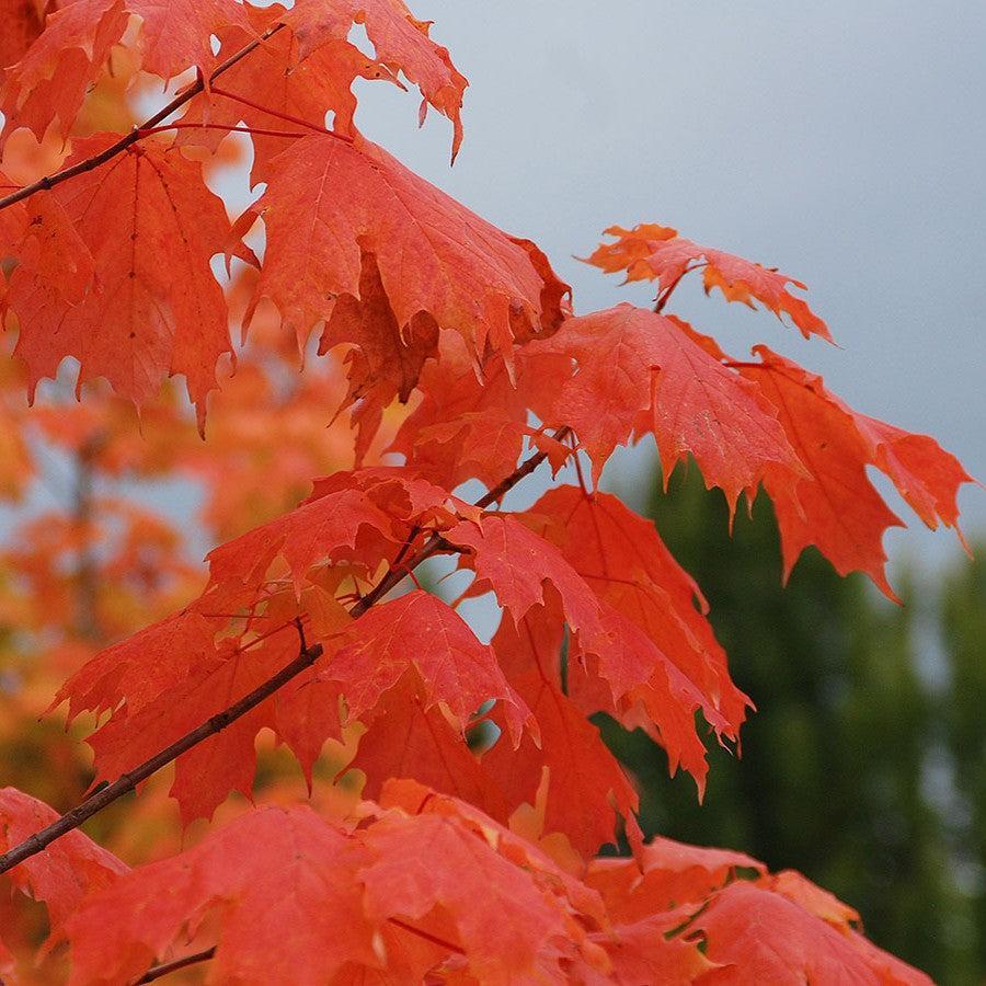 Acer saccharum 'Barrett Cole' ~ Apollo® Sugar Maple