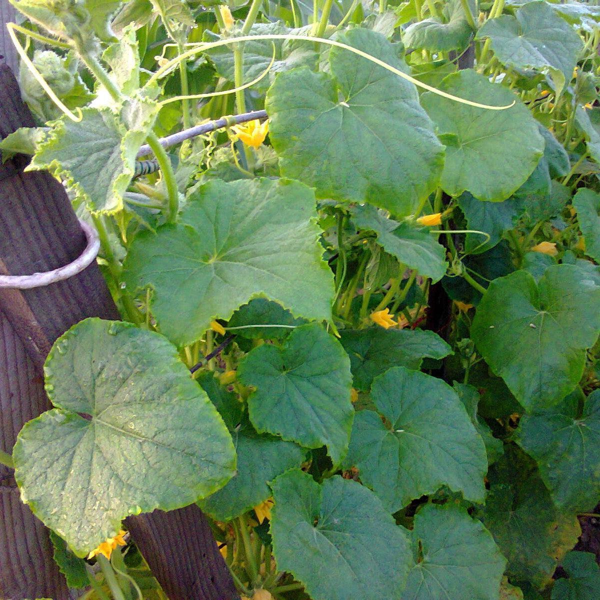 Cucumis sativus ~ Cucumber