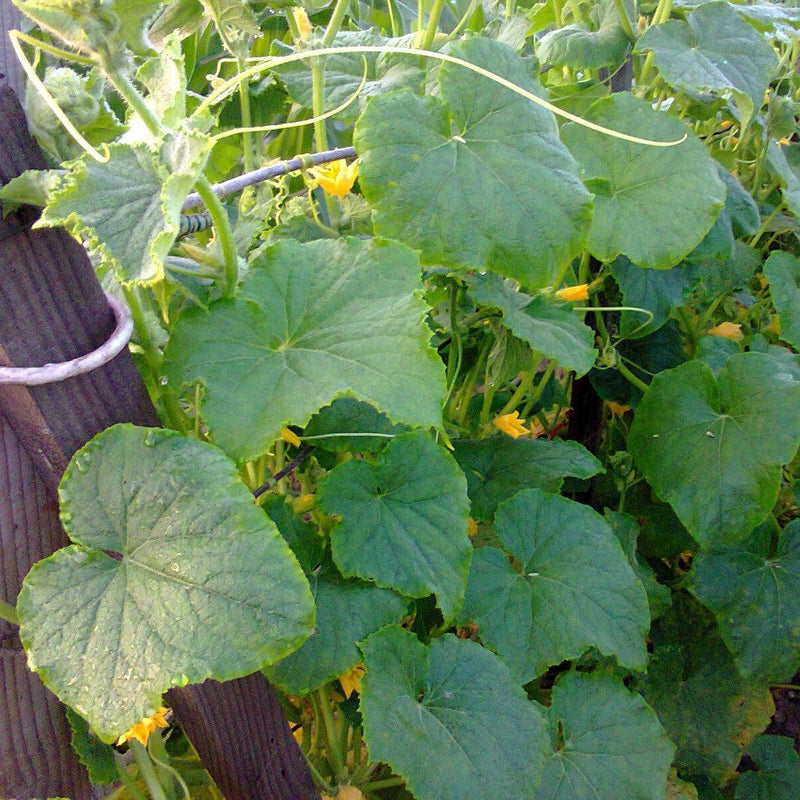 Cucumis sativus ~ Cucumber