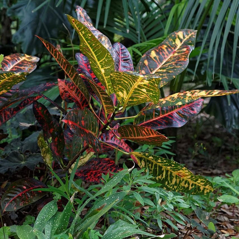 Codiaeum variegatum ~ Croton