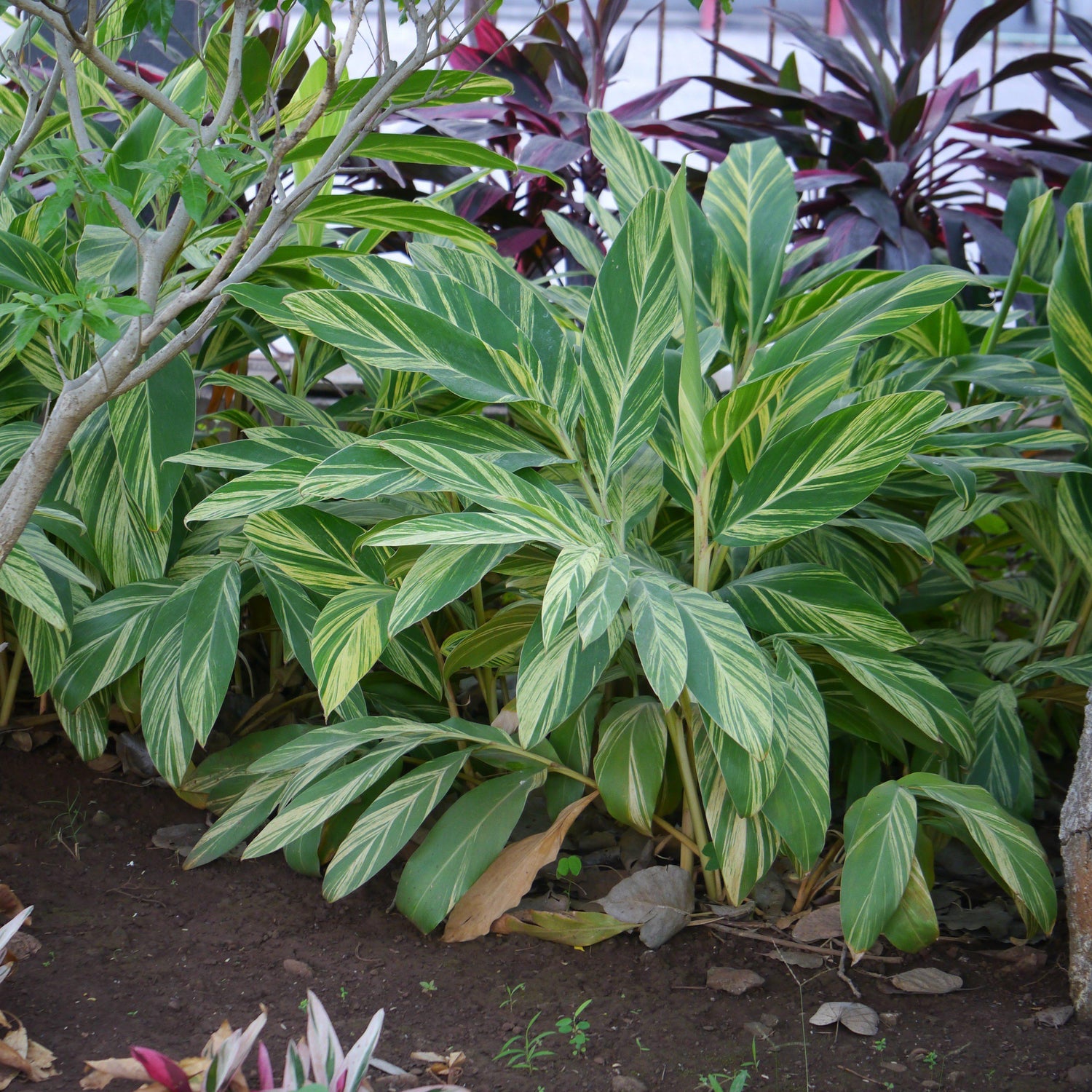 Alpinia zerumbet 'Variegata' ~ Variegated Ginger