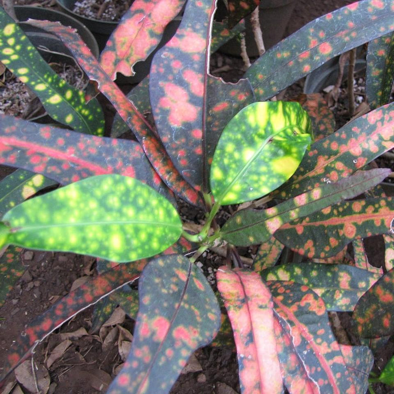 Codiaeum variegatum ~ Croton