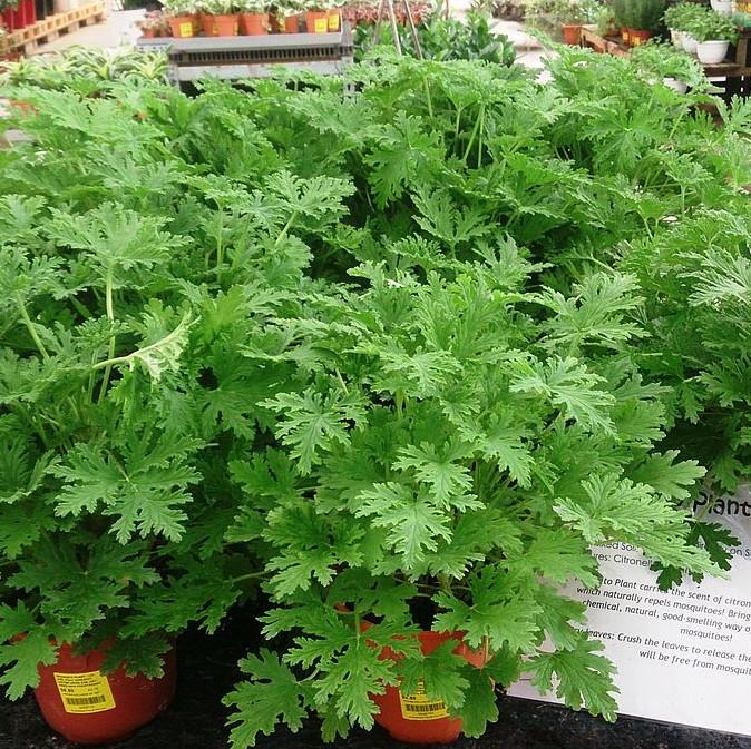 Pelargonium graveolens 'Citronella' ~ Citronella Scented Geranium