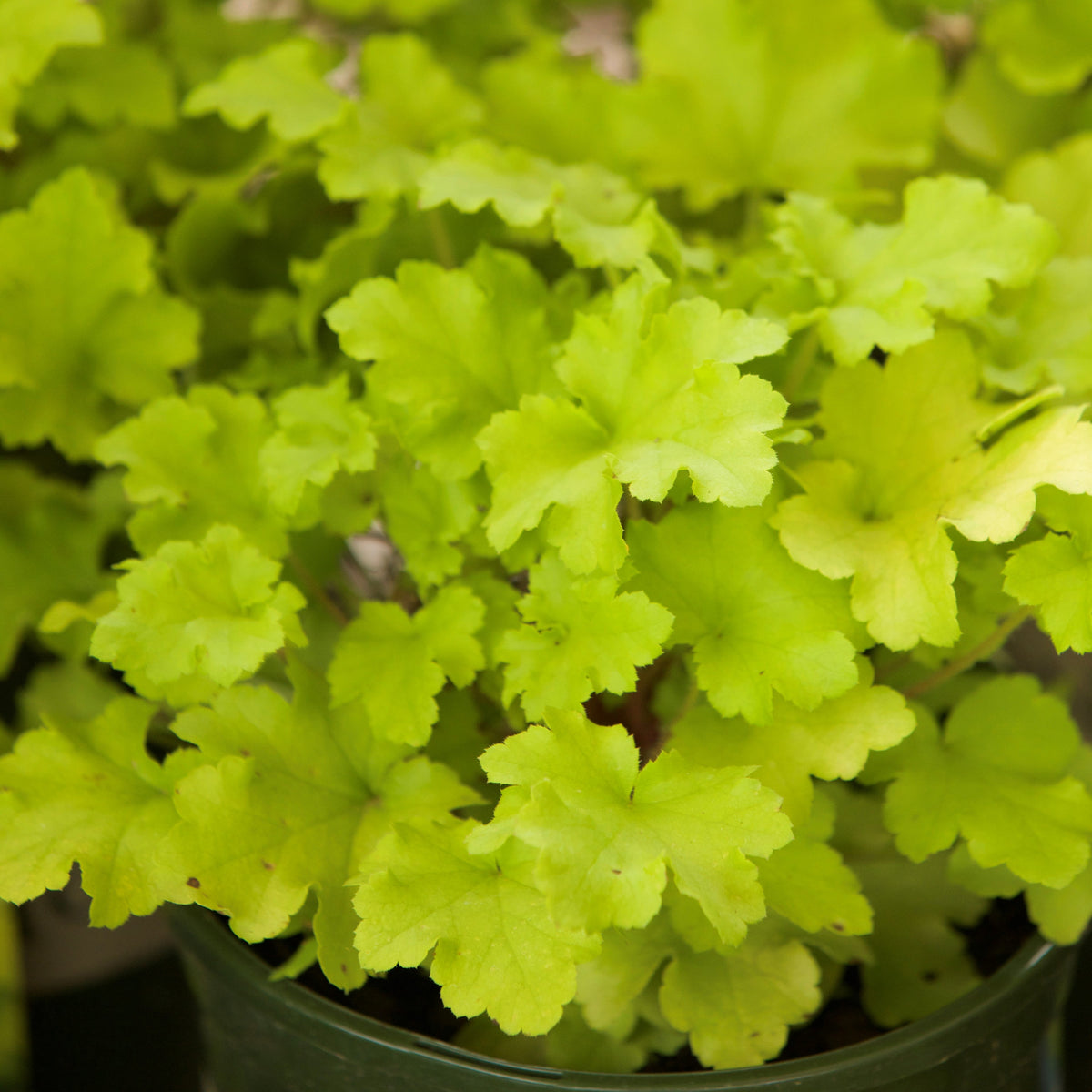 Heuchera ‘Lime Marmalade’ ~ Lime Marmalade Heuchera