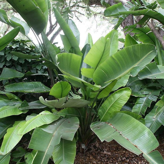 Strelitzia nicolai ~ White Bird of Paradise
