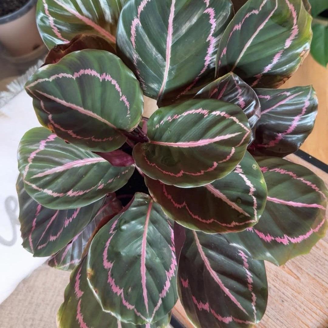 Calathea roseopicta 'Dottie' ~ Dottie Calathea