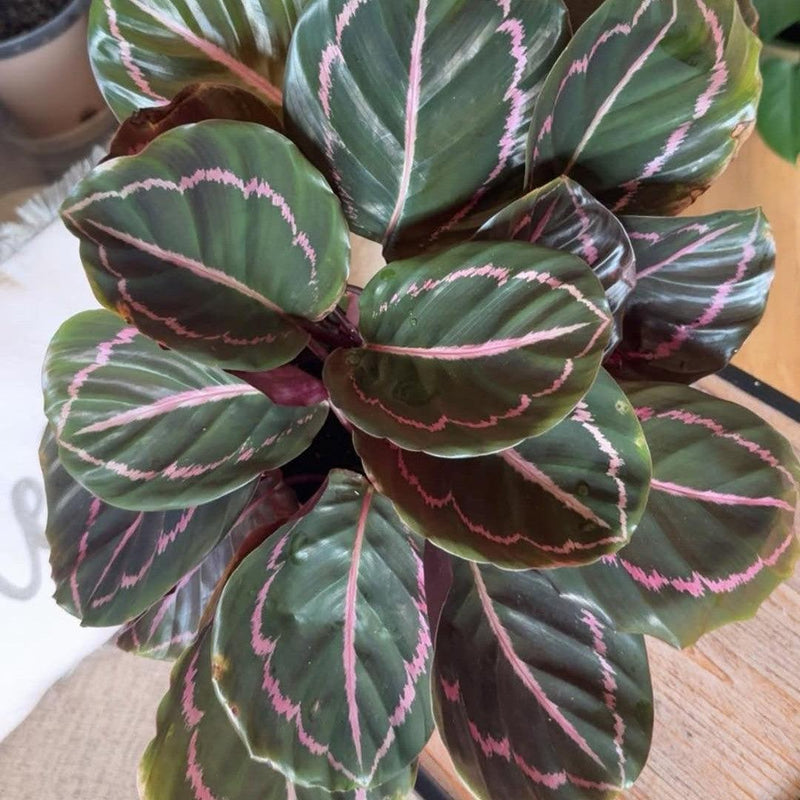 Calathea roseopicta 'Dottie' ~ Dottie Calathea
