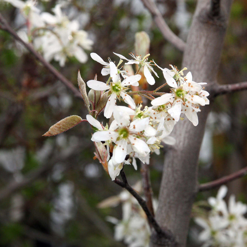 Amelanchier x grandiflora 'Autumn Brilliance' ~ Autumn Brilliance Apple Serviceberry