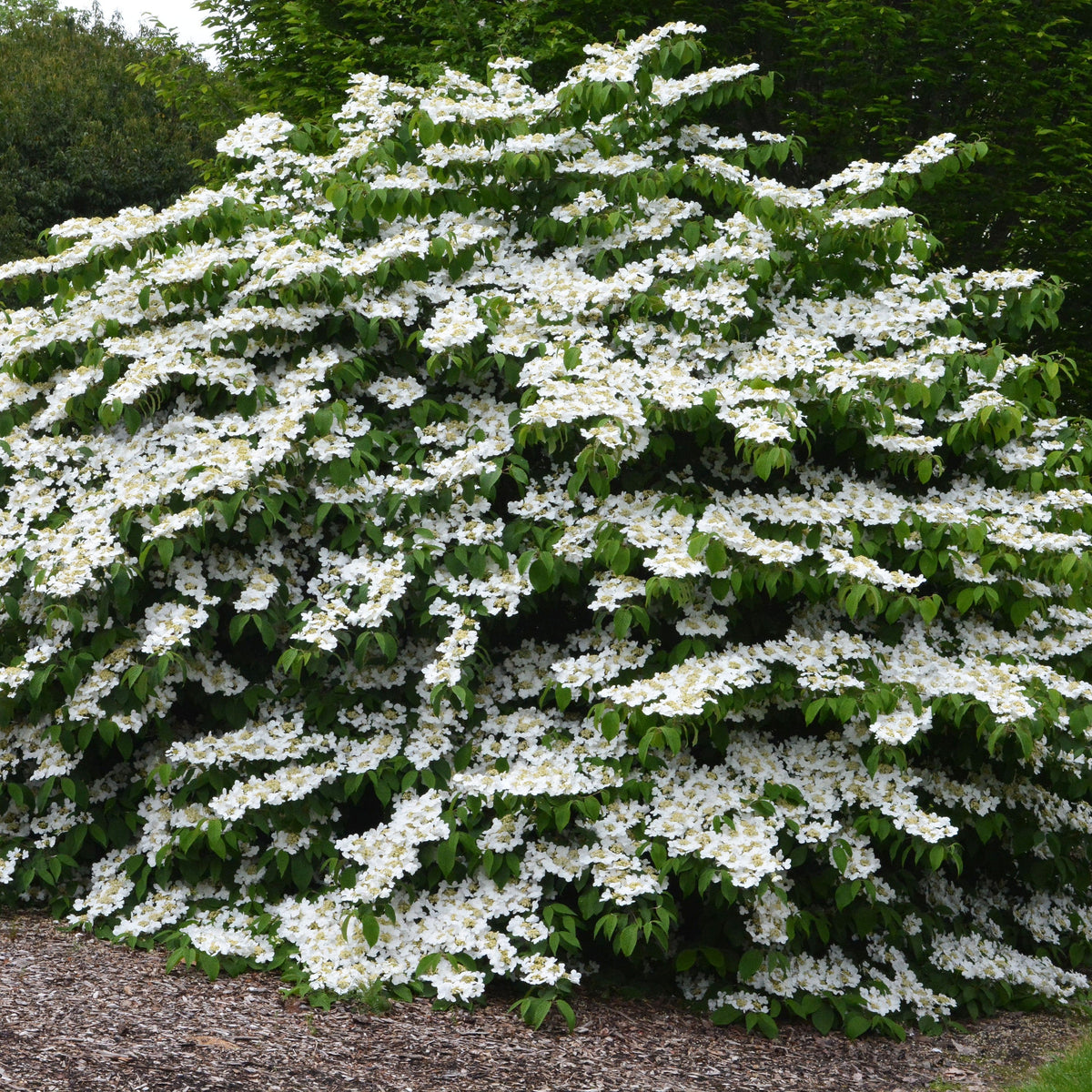 Viburnum plicatum var. tomentosum ~ Doublefile Viburnum