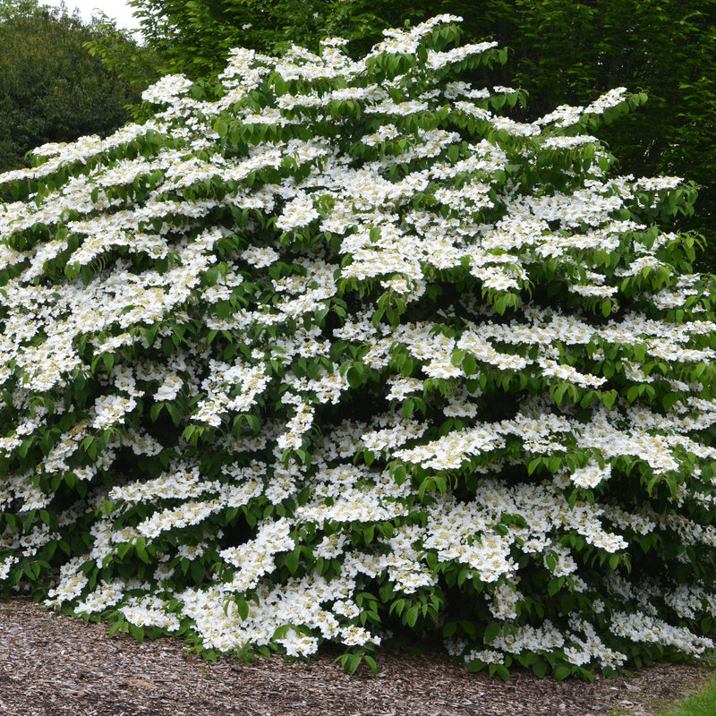 Viburnum plicatum var. tomentosum ~ Doublefile Viburnum