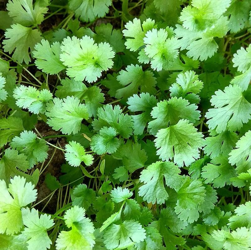 Coriandrum sativum ~ Cilantro, Coriander