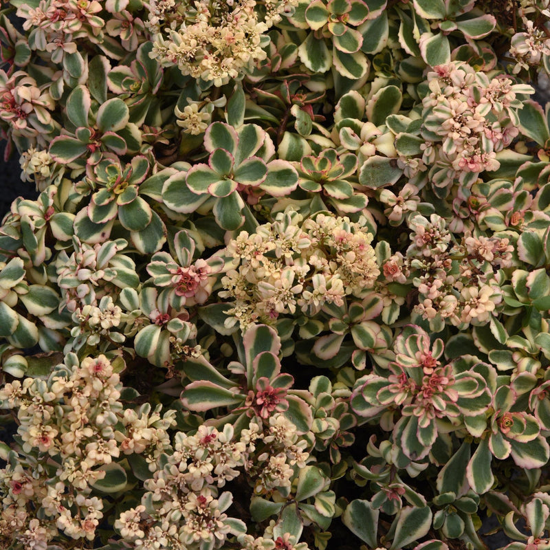Sedum spurium 'Spiraling Doozie' ~ Spiraling Doozie Stonecrop