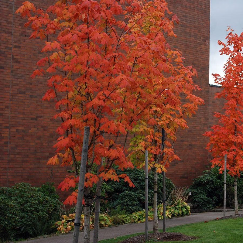 Acer saccharum 'Barrett Cole' ~ Apollo® Sugar Maple