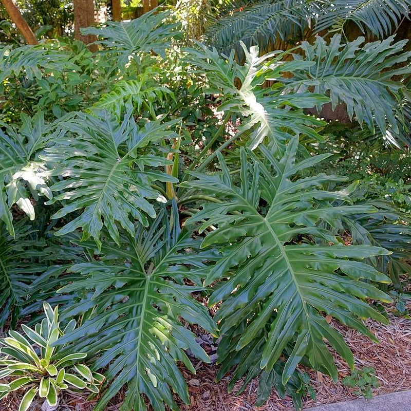 Philodendron bipinnatifidum ~ Split-leaf Philodendron
