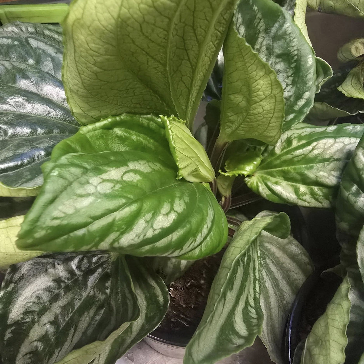 Peperomia ‘Ecuador’ ~ Ecuador Peperomia