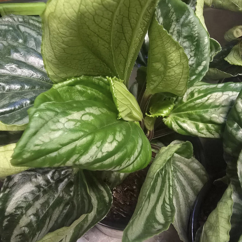 Peperomia ‘Ecuador’ ~ Ecuador Peperomia