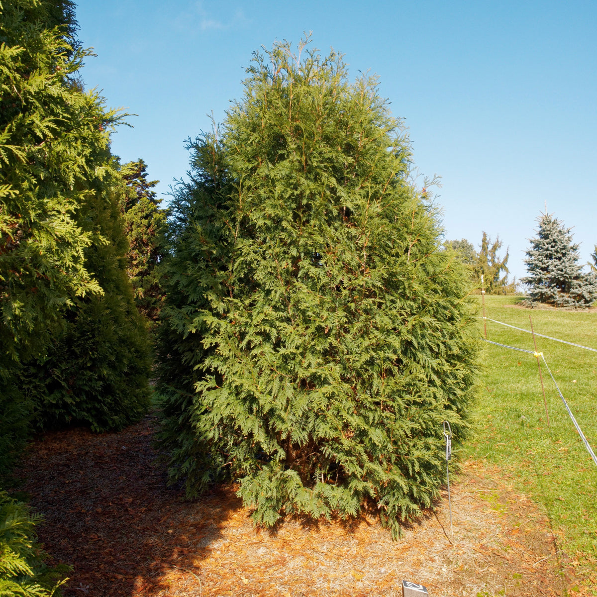 Thuja occidentalis 'Techny' ~ Techny Arborvitae