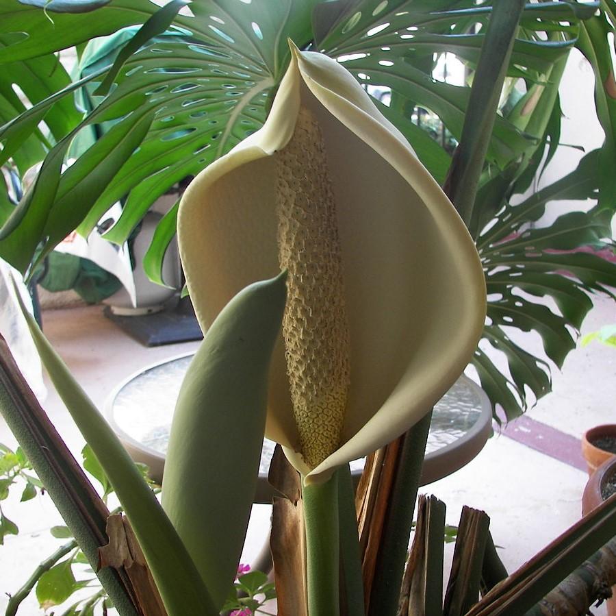 'Monstera deliciosa' ~ Monstera Deliciosa Philodendron