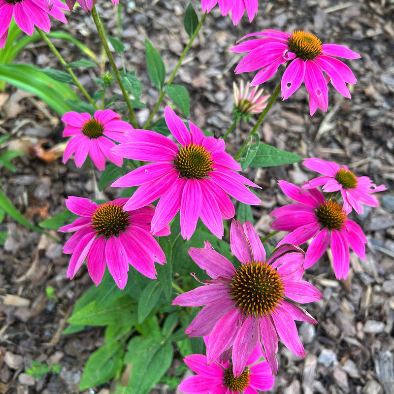 Echinacea purpurea 'PAS702917' ~ PowWow® Wild Berry Echinacea, Coneflower