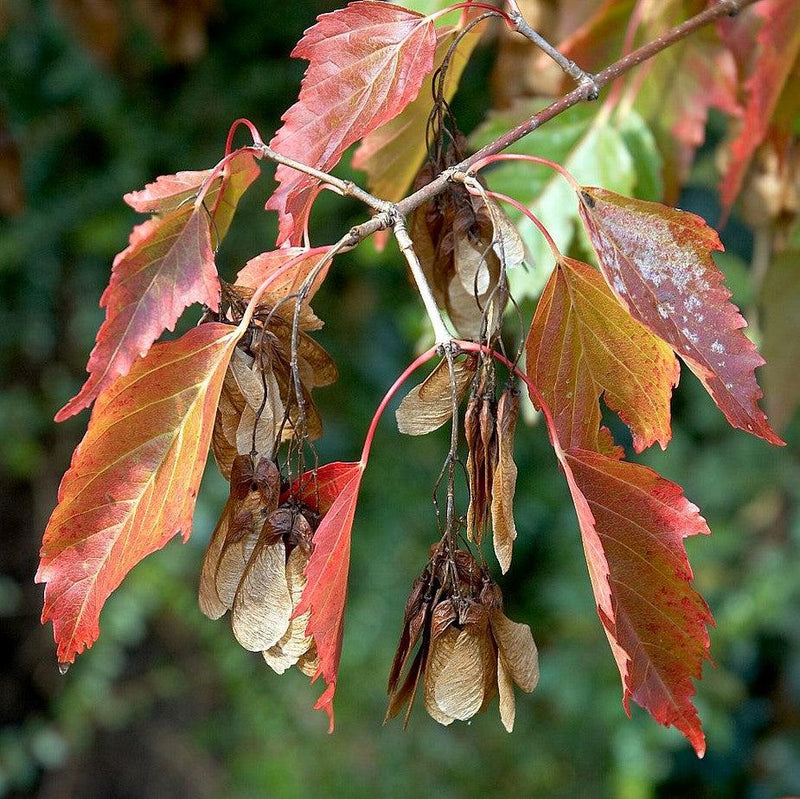Acer ginnala ~ Amur Maple