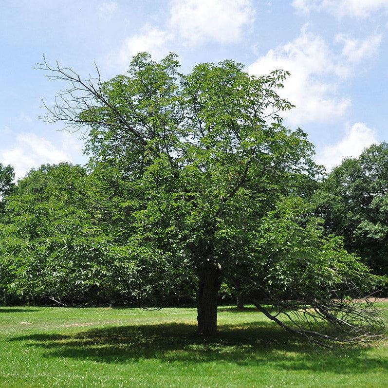 Aesculus x carnea 'Briotii' ~ Ruby Red Horsechestnut