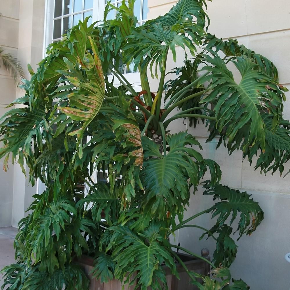 Philodendron bipinnatifidum ~ Split-leaf Philodendron