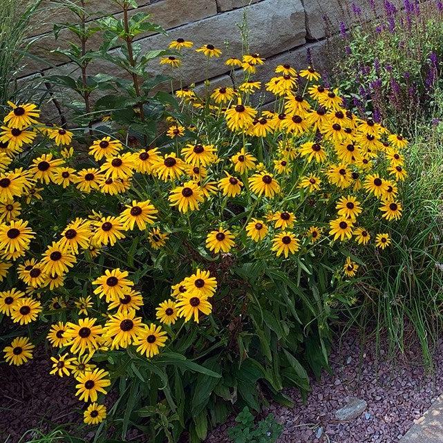 Rudbeckia fulgoda var speciosa 'Blovi' ~ Viettes Little Suzy Black-Eyed Susan