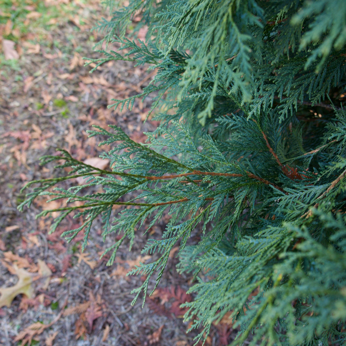 Thuja occidentalis 'Techny' ~ Techny Arborvitae
