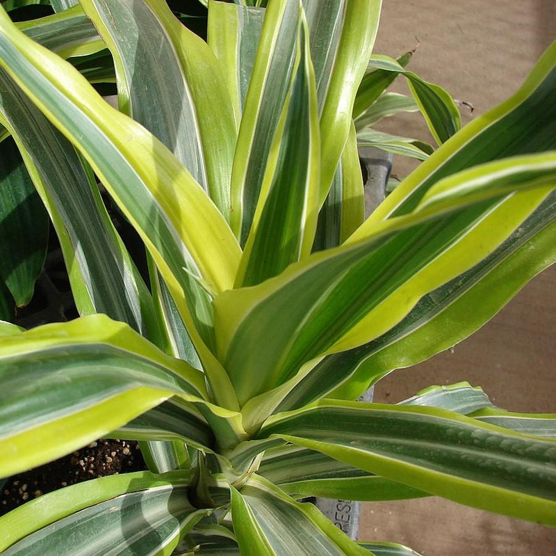 Dracaena fragrans 'Lemon Lime' ~ Lemon Lime Striped Dracaena