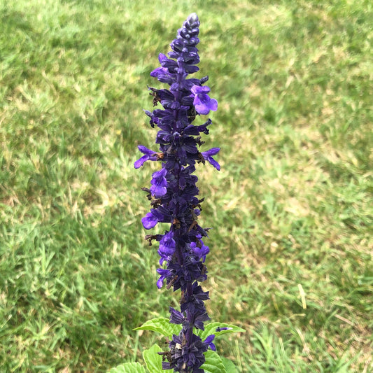 Salvia 'Balsalmysty' PP #29,605 ~ Mysty Salvia