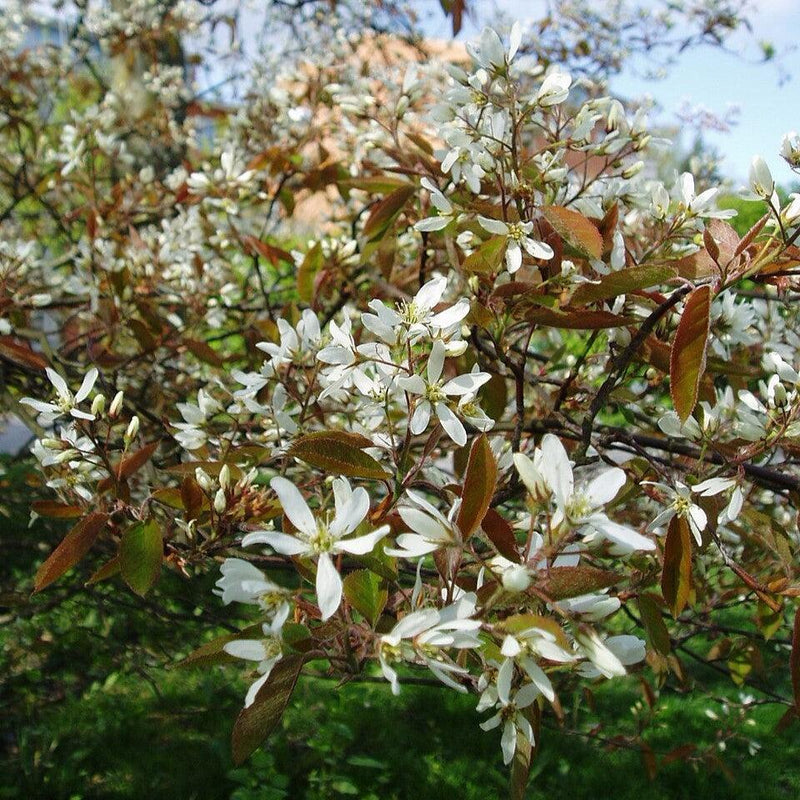 Amelanchier lamarckii ~ Juneberry