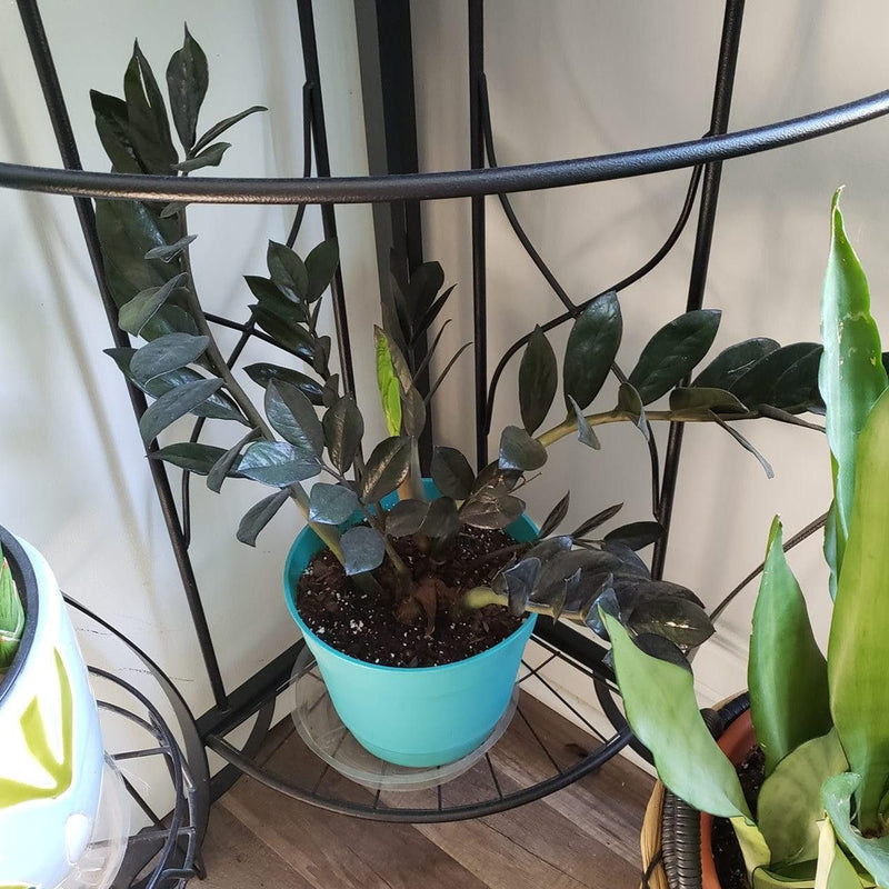 Zamioculcas Zamiifolia 'Super Nova' ~ Super Nova ZZ