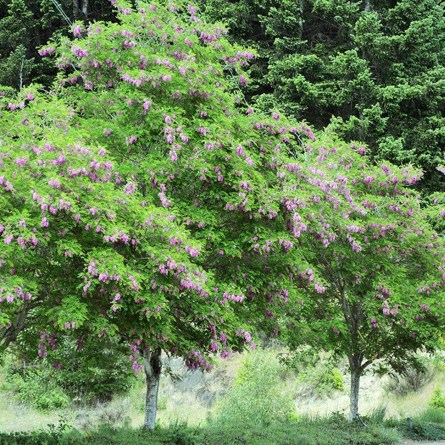 Robinia 'Purple Robe' ~ Purple Robe™ Locust
