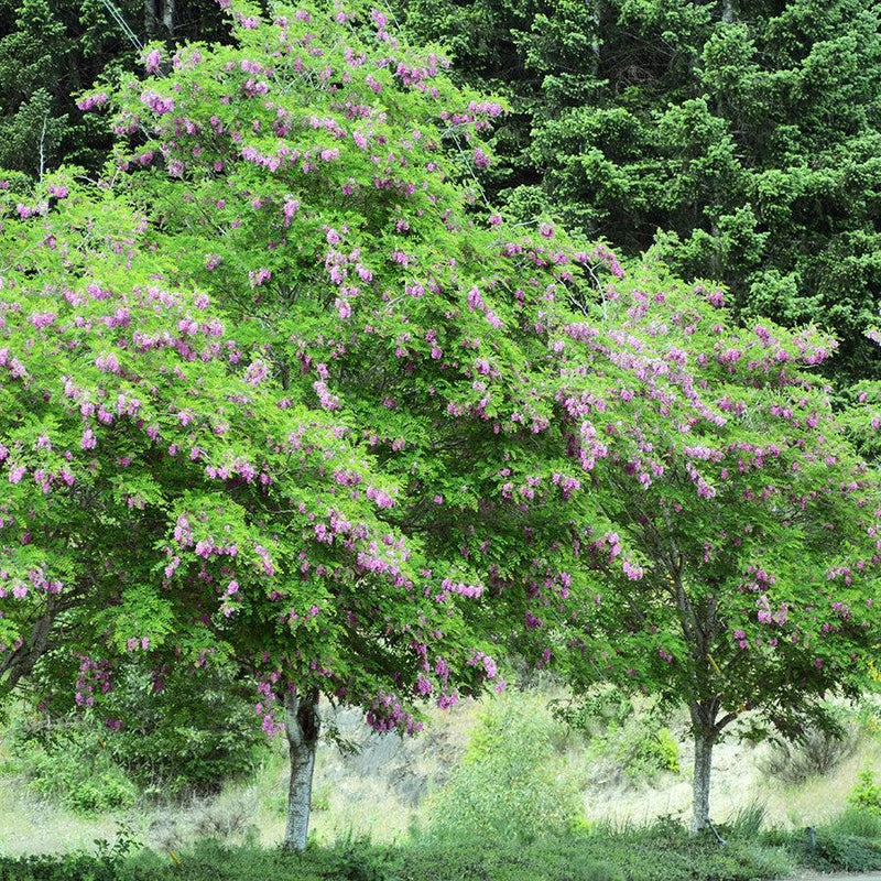 Robinia 'Purple Robe' ~ Purple Robe™ Locust