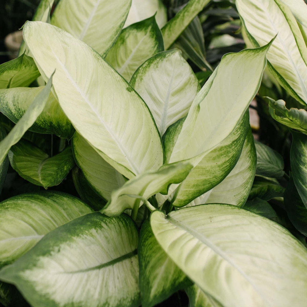 Dieffenbachia 'Tropic Marianne' ~ Tropic Marianne Dieffenbachia