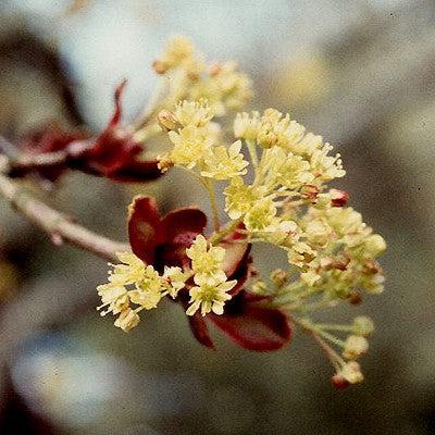 Acer platanoides 'Crimson King' ~ Crimson King Norway Maple