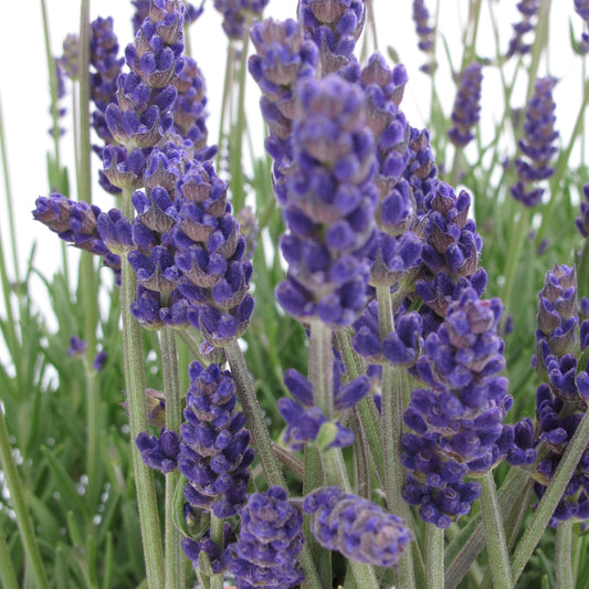 Lavandula angustifolia 'Annet' ~ Annet Lavender