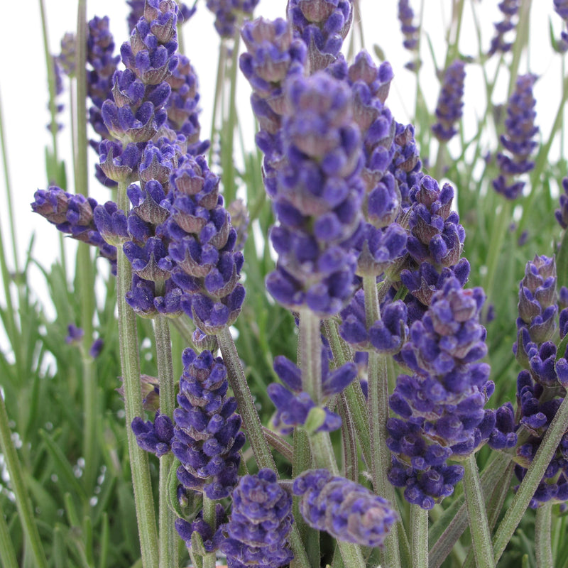 Lavandula angustifolia 'Annet' ~ Annet Lavender