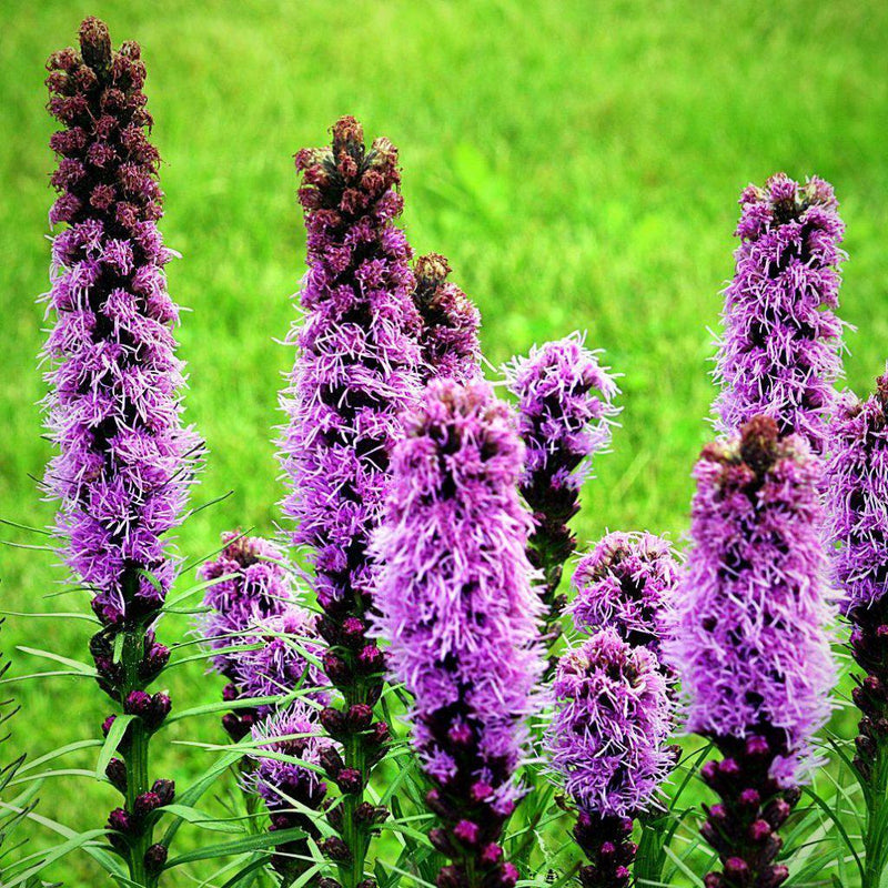 Liatris spicata ~ Marsh Blazing Star, Gayfeather