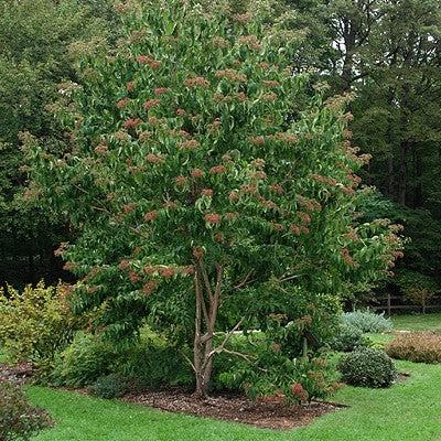Heptacodium miconioides ~ Seven-Son Flower