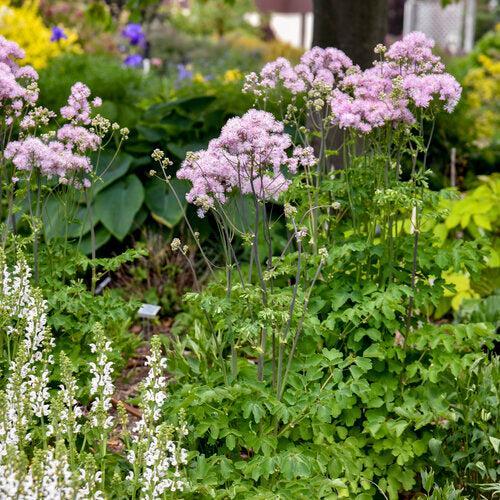 Thalictrum 'Cotton Candy' ~ Cotton Candy Meadow-Rue
