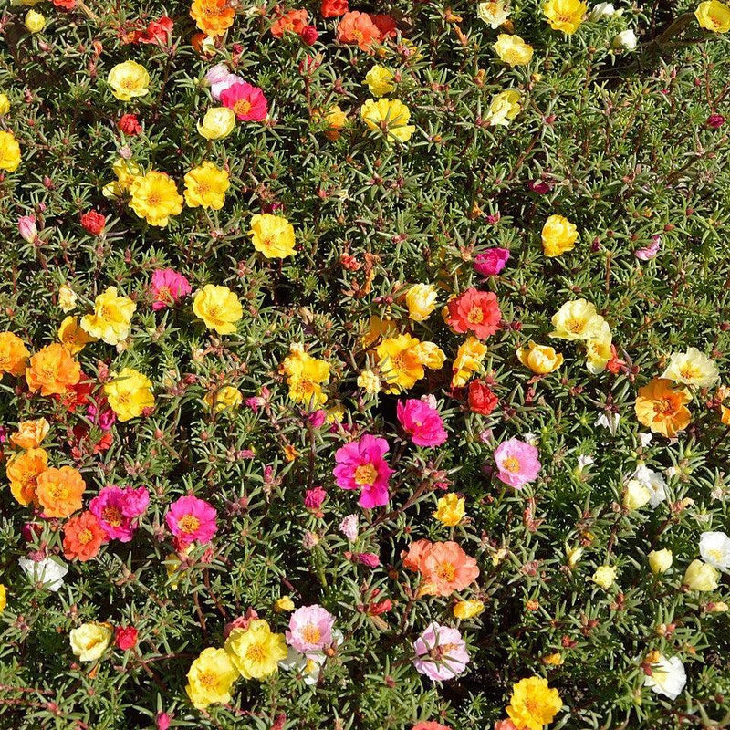 Portulaca grandiflora ~ Moss Rose