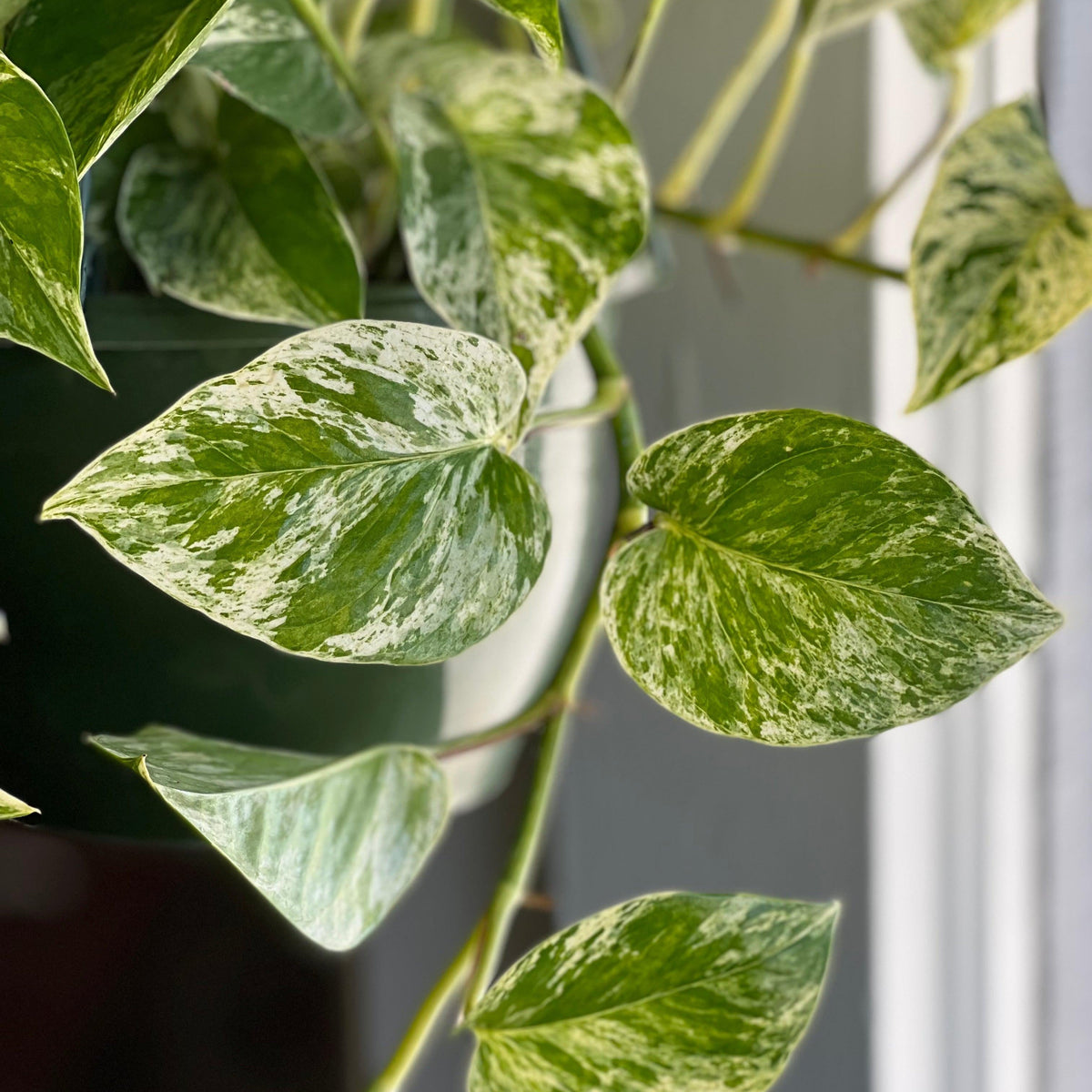 Epipremnum Aureum 'Marble Queen'  ~ Marble Queen Pothos