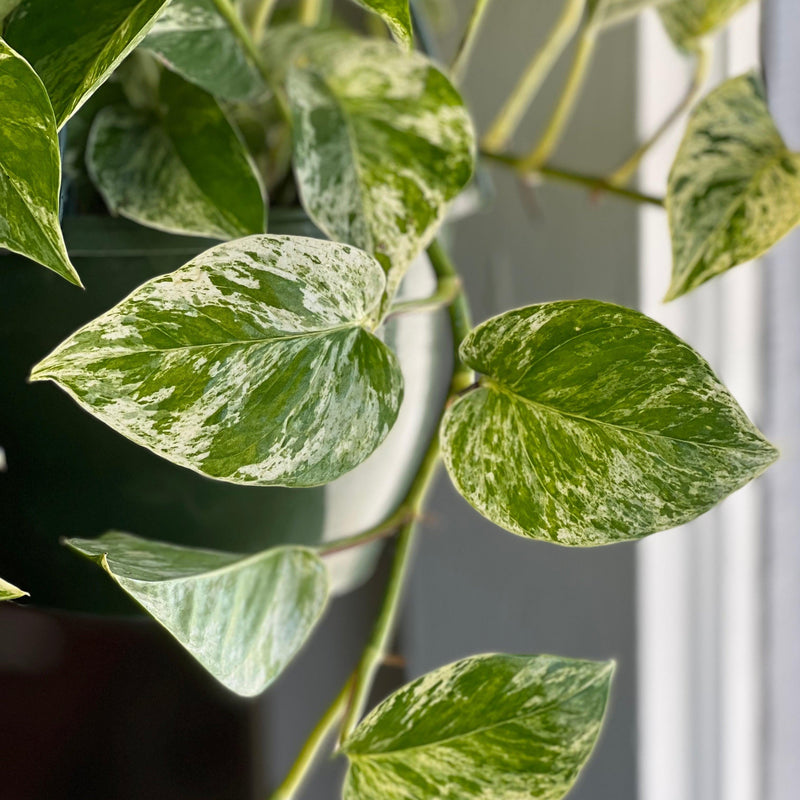 Epipremnum Aureum 'Marble Queen'  ~ Marble Queen Pothos
