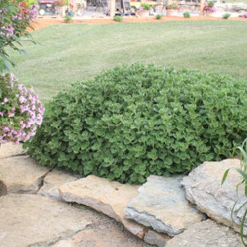 Plectranthus 'Cerveza 'n Lime' ~ PW® Cerveza 'n Lime® Plectranthus