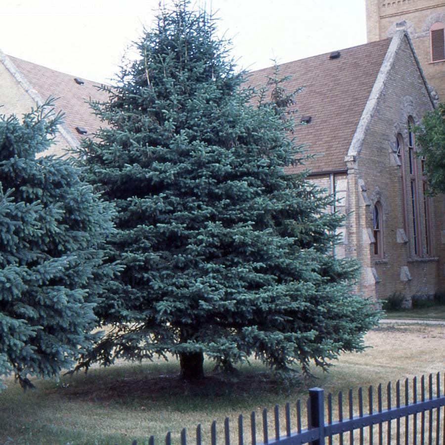 Picea glauca ~ White Spruce