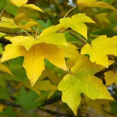 Acer miyabei 'Morton' ~ State Street™ Maple